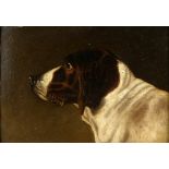 19th Century study of a hound, unsigned, oil on board 24 x 35 cm .