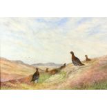 Richard Harrison (British, b. 1954). Grouse on a Scottish hillside, signed, watercolour, 35cm x