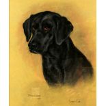 Marjorie Cox (British, 1915-2003). Portrait of a Black Labrador ‘Phoebe’, pastel. signed and dated