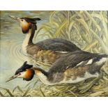 § Basil Ede (British, 1931-2016). A pair of Great Crested Grebe by bulrushes. 1992. Oil on canvas,