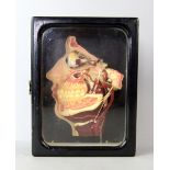 An early 20th century German wax anatomical model of a human face, in profile, detailing muscles,
