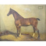 Paul Le More act.1863-1914 stallion, oil on canvas, 49cm x 60cm.