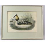 J Gould and H. C. Richter, Walter & Cohn Imp, hand coloured .Podiceps Cristatus, 33cm x 47cm