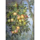 Joseph Bunker (British, 19th Century). Large study of hanging Cox’s Apples. Watercolour, signed