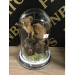 TAXIDERMY 'STOTE' under a glass dome cover on a base