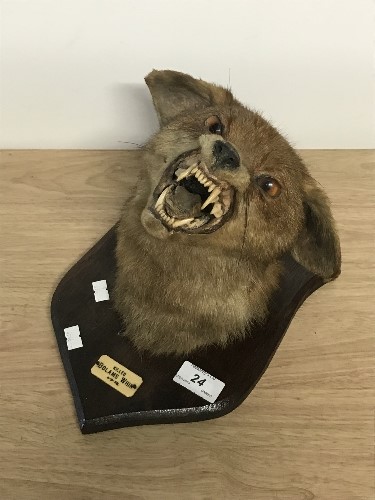 VINTAGE MOUNTED FOX MASK WITH LABEL BOLAM WHIN 1936