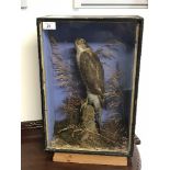 STUFFED AND MOUNTED SPARROWHAWK C HELSTRIP YORK