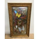 ANTIQUE MOUNTED BUTTERFLY PICTURE WITH CONVEX GLASS