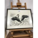 ETCHING OF A BIRD SIGNED D V WICKS