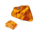 Two pieces of natural Baltic amber with insect inclusions. The first polished to one side and