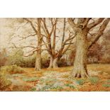 THOMAS NICHOLSON TYNDALE (1860-1930) - Woodland scene in spring, watercolour, signed, framed, 15.