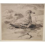 RICHARD BARRETT TALBOT KELLY (1896-1971) - Stone Curlew, monochrome ink and wash drawing,