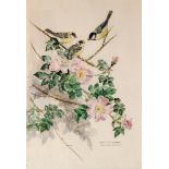 EILEEN ALICE SOPER (1905-1990) - Great tits on a rose branch, watercolour, signed, framed,