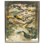 A late 19th Century cased taxidermy collection of tropical birds, height 87cm,