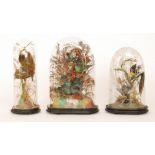 Three small Victorian taxidermy studies of South American exotic birds perched amidst ferns,
