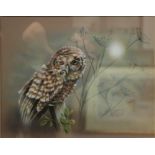 COLIN ROBERTS (CONTEMPORARY) - 'Young Tawny', pastel drawing, signed, framed,