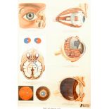 A collection of twelve 1950s and later anatomical posters supplied by Adam Rouilly and Co Ltd,