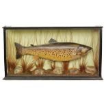 A 19th Century taxidermy study of a brown trout in naturalistic river setting with makers label