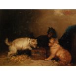 GEORGE ARMFIELD (1810-1893) - Terriers with a caged rat in barn interior, oil on canvas, signed,