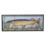 Taxidermy - A cased Jack pike in naturalistic river setting, 106cm x 41.