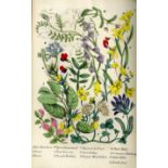 Hand Coloured Plates: Plues (Margaret) Rambles in Search of Wild Flowers, 8vo L. 1864. Second Edn.