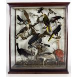 Taxidermy: An important cased set of 13 Ornithological Samples, including exotic birds of prey,