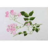 Patricia Morrison Irish 20th Century A pair of watercolour Studies of flowers and branches,