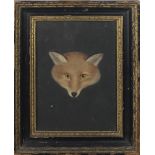 19th Century Irish School "Fine Study of a Fox Head,