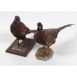Taxidermy: Two Pheasants, on naturalistic bases with label M. Casey & Sons, Co. Leitrim.