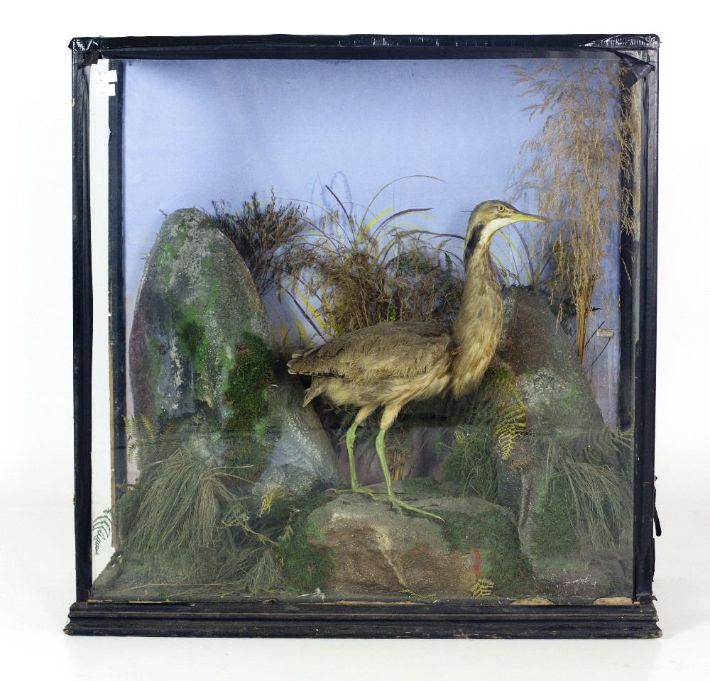 Taxidermy: A large cased Heron, attractively set in naturalistic surroundings, rocks, moss,