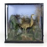 Taxidermy: A large cased Heron, attractively set in naturalistic surroundings, rocks, moss,
