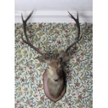 Taxidermy: A mounted red Stag Head and Antlers on a shield shaped oak plaque inscribed "Glendoe,