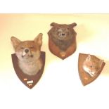 Taxidermy: Four varied size models of Fox Heads, with different poses,