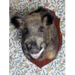 Taxidermy: A mounted Russian Wild Boar, on carved shield shaped mount.