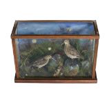 Taxidermy: A small cased pair of Woodcock set in a naturalistic Moorland setting, approx.