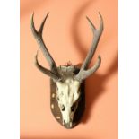 Taxidermy: A set of Deer Antlers, and skull with 6 points mounted on board. (1) Measurements: H.