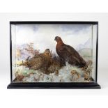 Taxidermy: A large cased pair of Grouse set in a naturalistic rocky setting, approx.