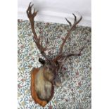 Taxidermy: A mounted Caribou on a shield shaped plaque with thirty four points on horns.