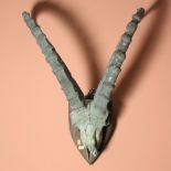 Taxidermy: A set of Gazelle Horns, and skull mounted on a shield shaped back plaque.