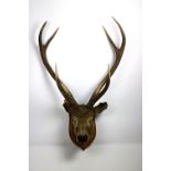 Taxidermy: A large stuffed and mounted Stags Head and Antlers with glass eyes and 6 point horns,