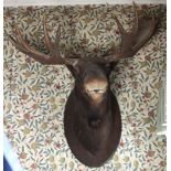 Taxidermy: A mounted large Canadian Moose on an oval plaque.