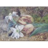 Clare - 19th Century Watercolour, Still Life "Tulips and Daffodils on a bank,