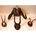 Taxidermy: Two pairs of small Deer Antlers, mounted,