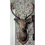 Taxidermy: A mounted red Stag Head and Antlers, on a shield shaped oak plaque inscribed "J.A.