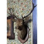 Taxidermy: A mounted red Stag Head and Antlers on a shield shaped oak plaque inscribed, "J.A.