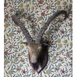 Taxidermy: An Alpine Ibex with large horns mounted on a shield shaped plaque.