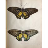 Large Collection of Drawing, Butterflies & Moths Wagentreiser (Chas. E.O.