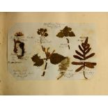 Natural History Specimens: An Album containing 12 seaweed specimens, collected c.