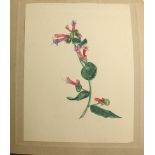 Watercolours: Fremantle (Florence) An Album of 25 original watercolours, "Wild Flowers,