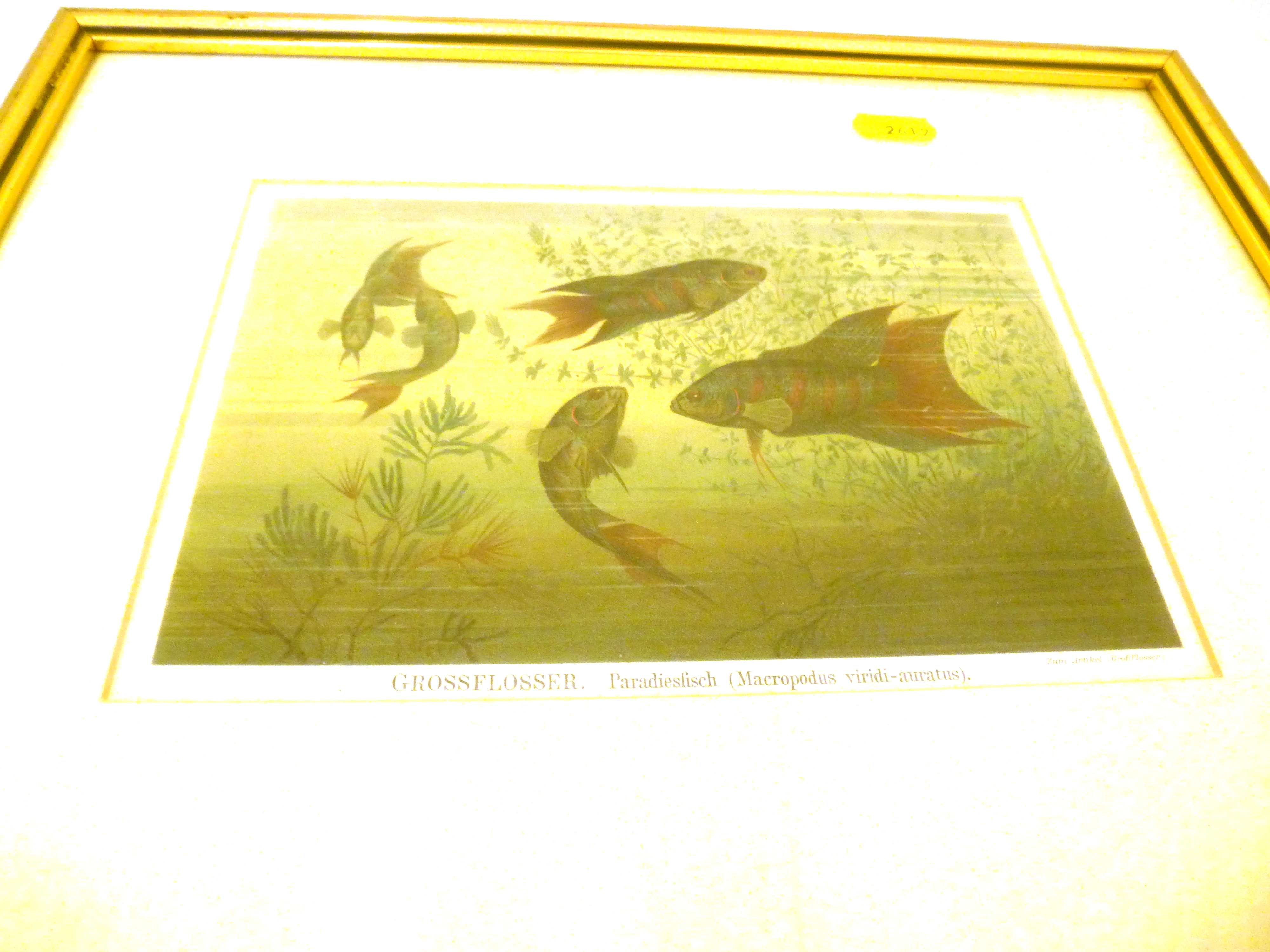 3 FRAMED 1896 GERMAN CHROMO LITHOGRAPHS DEPICTING MARINE LIFE APPROX 5.75" X 8.25" - Image 3 of 4